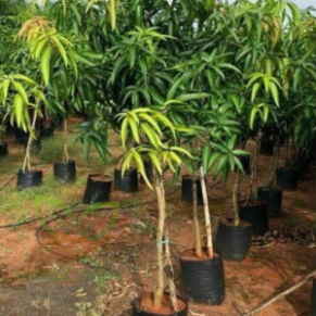 Kataria Alphanso Mango Fruit Papad 250Gm