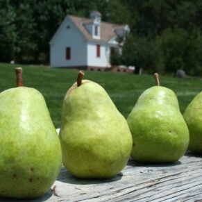 Pears P&G 4+1 500G+125G
